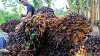 Petani Kelapa Sawit Petani Kelapa Sawit