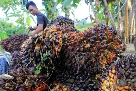 Petani Kelapa Sawit